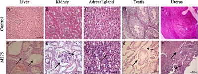 Corrigendum: The Reproductive Toxicity of Mequindox in a Two-Generation Study in Wistar Rats